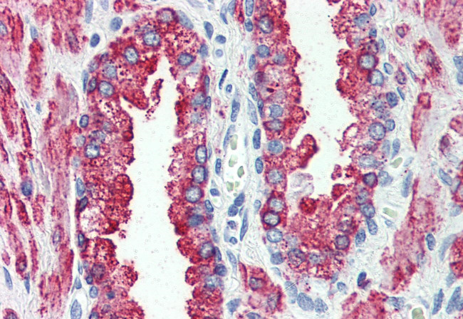 GPR146 Antibody in Immunohistochemistry (Paraffin) (IHC (P))