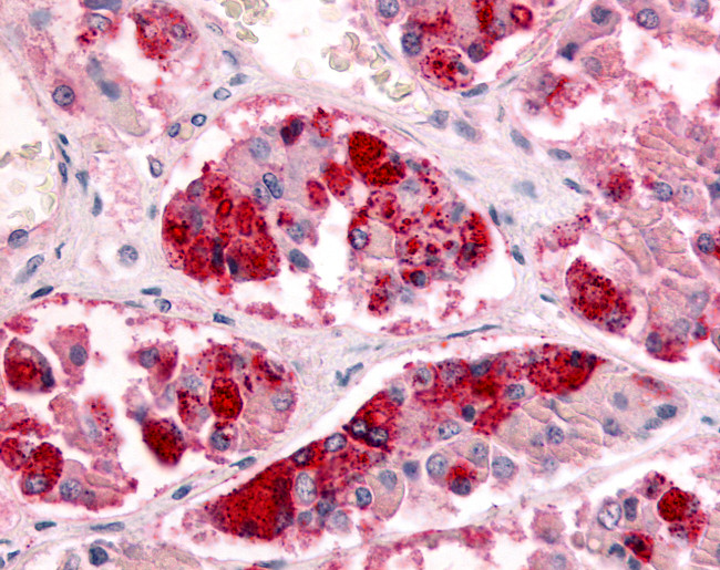 GPR151 Antibody in Immunohistochemistry (Paraffin) (IHC (P))