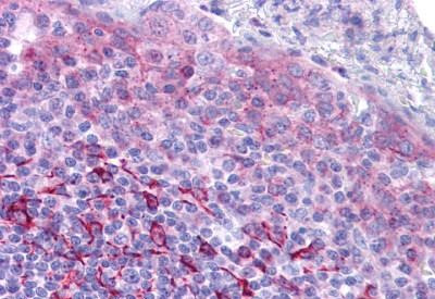 GPR171 Antibody in Immunohistochemistry (Paraffin) (IHC (P))