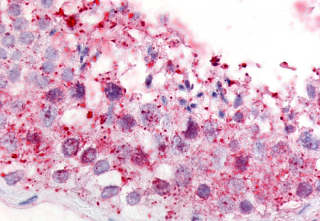 GPR18 Antibody in Immunohistochemistry (Paraffin) (IHC (P))
