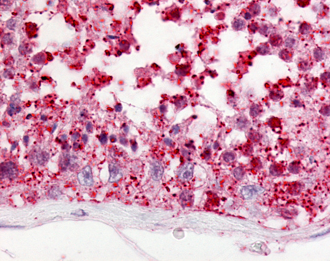 GPR18 Antibody in Immunohistochemistry (Paraffin) (IHC (P))