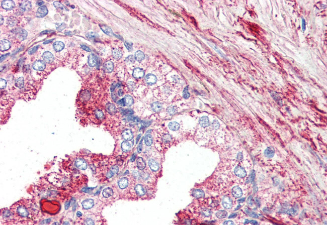 GPR27 Antibody in Immunohistochemistry (Paraffin) (IHC (P))