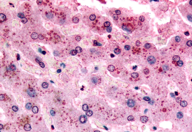 GPR153 Antibody in Immunohistochemistry (Paraffin) (IHC (P))