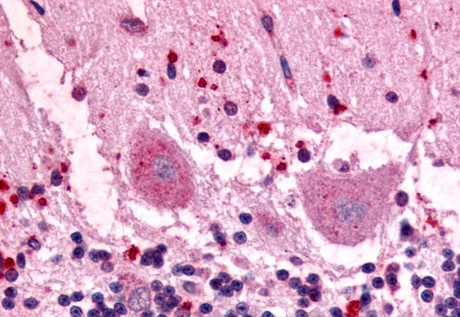 GPR3 Antibody in Immunohistochemistry (Paraffin) (IHC (P))