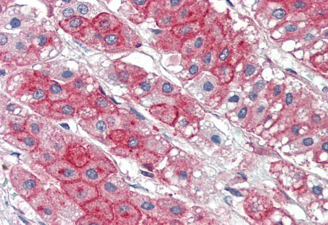 KIAA1324 Antibody in Immunohistochemistry (Paraffin) (IHC (P))