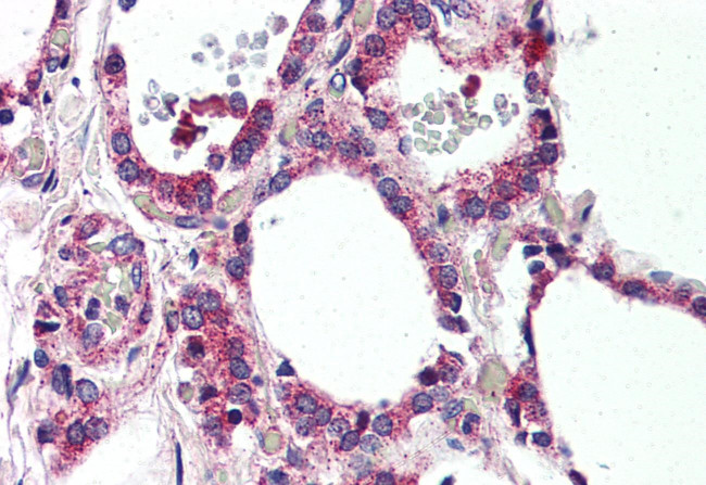 MRGPRF Antibody in Immunohistochemistry (Paraffin) (IHC (P))