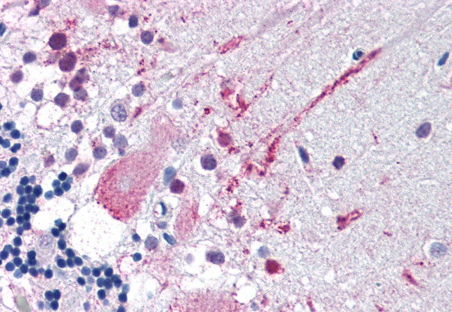 MRGPRF Antibody in Immunohistochemistry (Paraffin) (IHC (P))