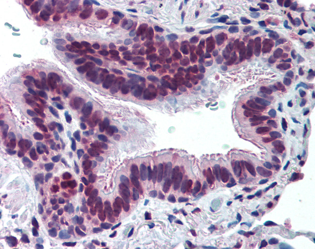 MUC13 Antibody in Immunohistochemistry (Paraffin) (IHC (P))