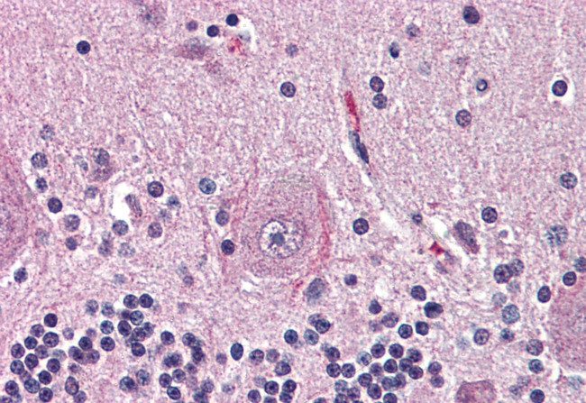 NTSR2 Antibody in Immunohistochemistry (Paraffin) (IHC (P))