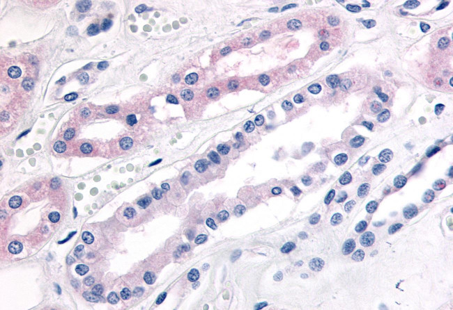 PDE2A Antibody in Immunohistochemistry (Paraffin) (IHC (P))
