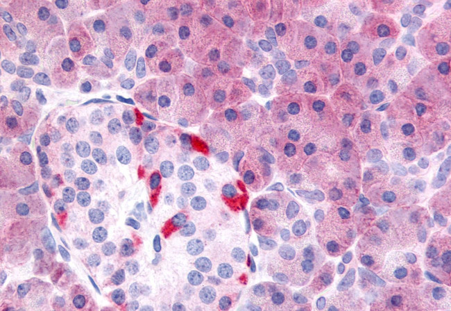 PDE7B Antibody in Immunohistochemistry (Paraffin) (IHC (P))