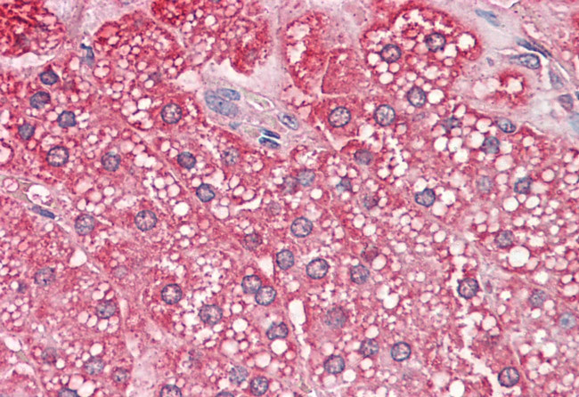 QSOX2 Antibody in Immunohistochemistry (Paraffin) (IHC (P))