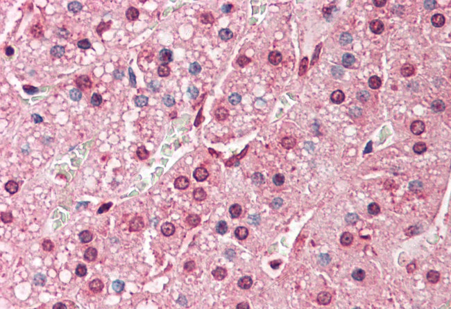 QSOX2 Antibody in Immunohistochemistry (Paraffin) (IHC (P))