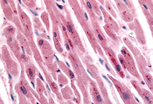 TNIK Antibody in Immunohistochemistry (Paraffin) (IHC (P))