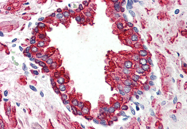 WNT5B Antibody in Immunohistochemistry (Paraffin) (IHC (P))