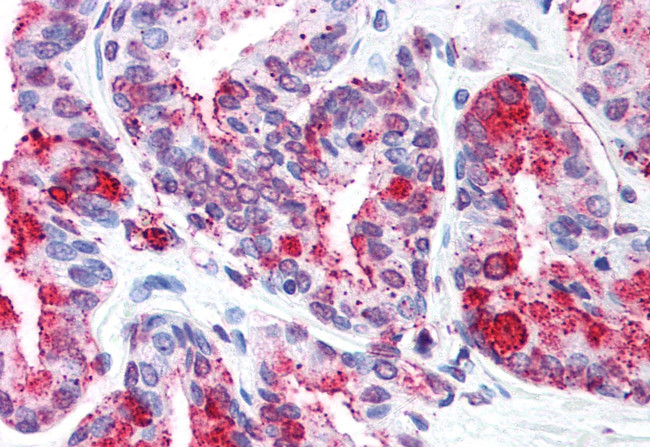 WNT5B Antibody in Immunohistochemistry (Paraffin) (IHC (P))