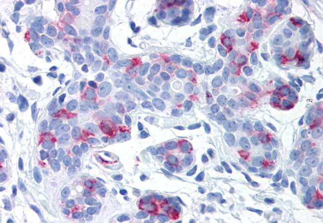 WNT8A Antibody in Immunohistochemistry (Paraffin) (IHC (P))