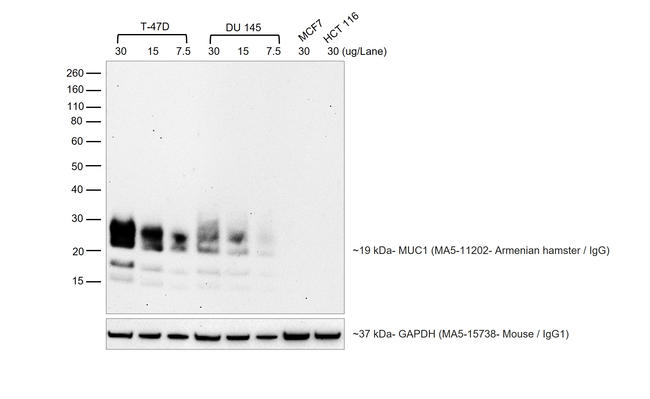 Syrian/Armenian Hamster IgG (H+L) Cross-Adsorbed Secondary Antibody in Western Blot (WB)