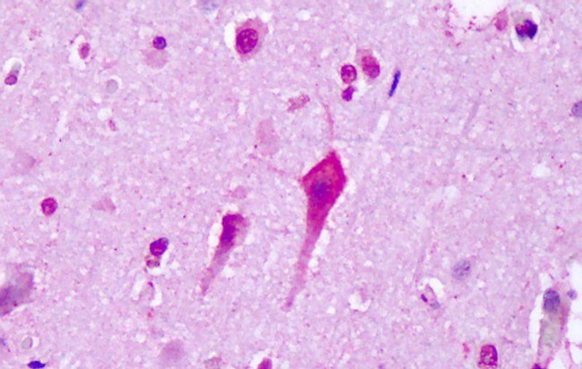 HTR7 Antibody in Immunohistochemistry (Paraffin) (IHC (P))