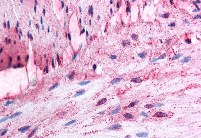 alpha-1d Adrenoceptor Antibody in Immunohistochemistry (Paraffin) (IHC (P))