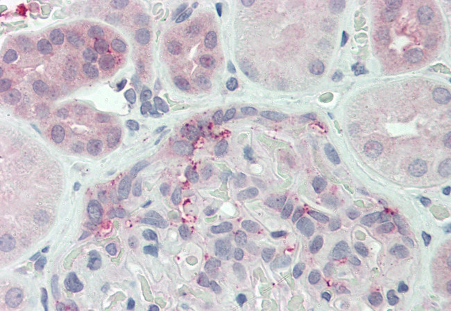 DUSP22 Antibody in Immunohistochemistry (Paraffin) (IHC (P))