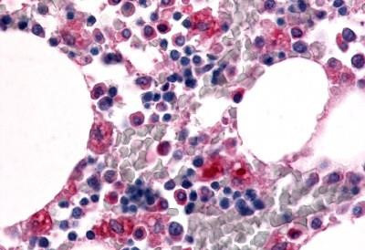 F4/80 Antibody in Immunohistochemistry (Paraffin) (IHC (P))