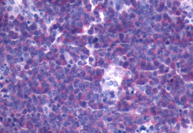FPR3 Antibody in Immunohistochemistry (Paraffin) (IHC (P))