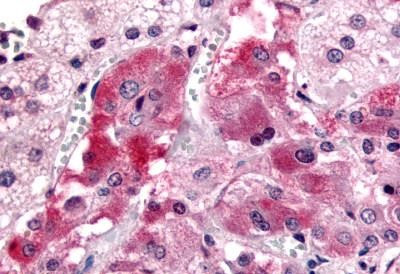 GPR108 Antibody in Immunohistochemistry (Paraffin) (IHC (P))