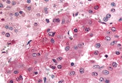 GPR108 Antibody in Immunohistochemistry (Paraffin) (IHC (P))