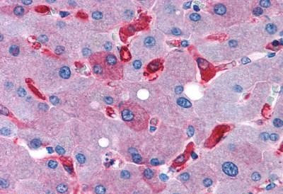 GPR128 Antibody in Immunohistochemistry (Paraffin) (IHC (P))