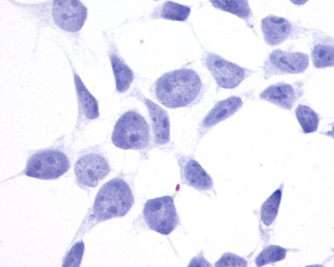 GPR137B Antibody in Immunocytochemistry (ICC/IF)