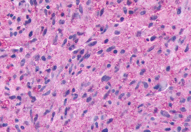 GPR137B Antibody in Immunohistochemistry (Paraffin) (IHC (P))