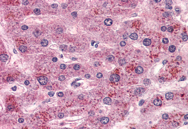 GPR15 Antibody in Immunohistochemistry (Paraffin) (IHC (P))