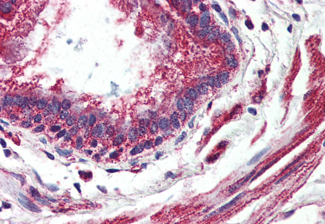 GPR150 Antibody in Immunohistochemistry (Paraffin) (IHC (P))