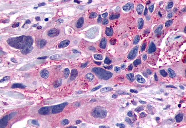 GPR153 Antibody in Immunohistochemistry (Paraffin) (IHC (P))