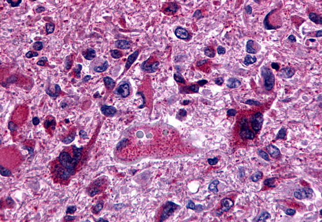 GPR162 Antibody in Immunohistochemistry (Paraffin) (IHC (P))