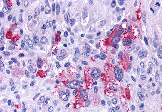 GPR162 Antibody in Immunohistochemistry (Paraffin) (IHC (P))