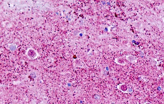 GPR173 Antibody in Immunohistochemistry (Paraffin) (IHC (P))