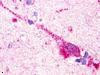 GPR174 Antibody in Immunohistochemistry (Paraffin) (IHC (P))