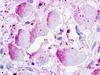 GPR26 Antibody in Immunohistochemistry (Paraffin) (IHC (P))