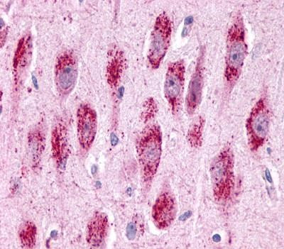 GPR3 Antibody in Immunohistochemistry (Paraffin) (IHC (P))