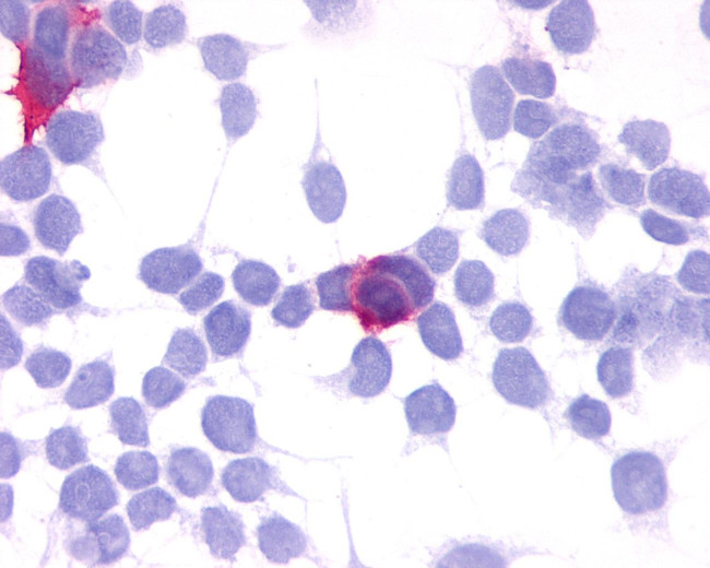 GPR35 Antibody in Immunocytochemistry (ICC/IF)