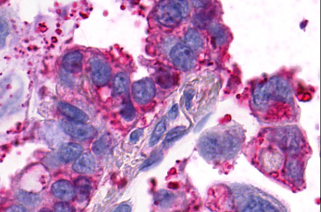 GPR4 Antibody in Immunohistochemistry (Paraffin) (IHC (P))
