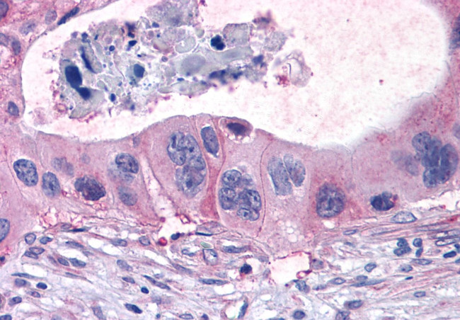 GPR40 Antibody in Immunohistochemistry (Paraffin) (IHC (P))