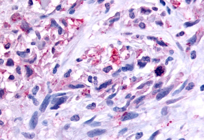 GPR45 Antibody in Immunohistochemistry (Paraffin) (IHC (P))