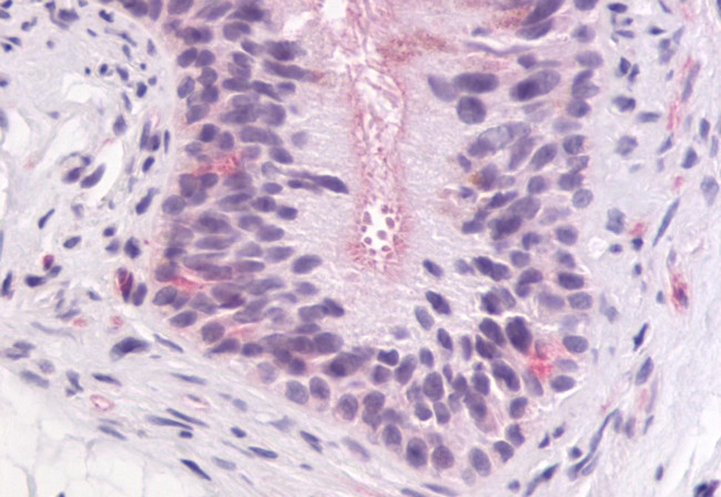 GPR64 Antibody in Immunohistochemistry (Paraffin) (IHC (P))