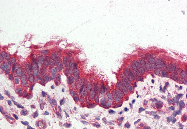GPRC6A Antibody in Immunohistochemistry (Paraffin) (IHC (P))