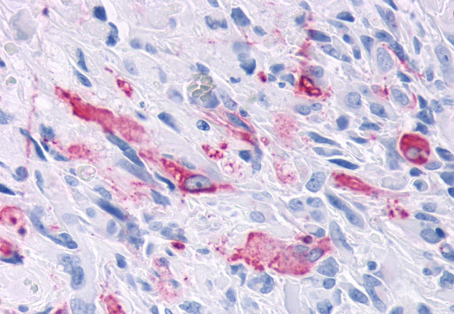 MRGD Antibody in Immunohistochemistry (Paraffin) (IHC (P))