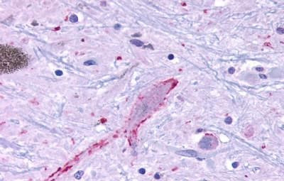 MRGPRF Antibody in Immunohistochemistry (Paraffin) (IHC (P))