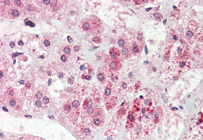 NEK9 Antibody in Immunohistochemistry (Paraffin) (IHC (P))